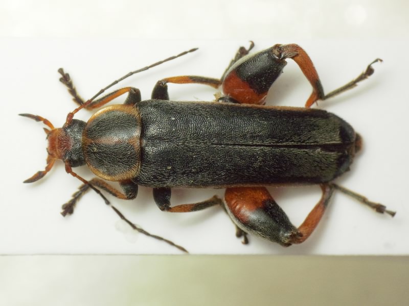 Osphya bipunctata (Fabricius, 1775)
